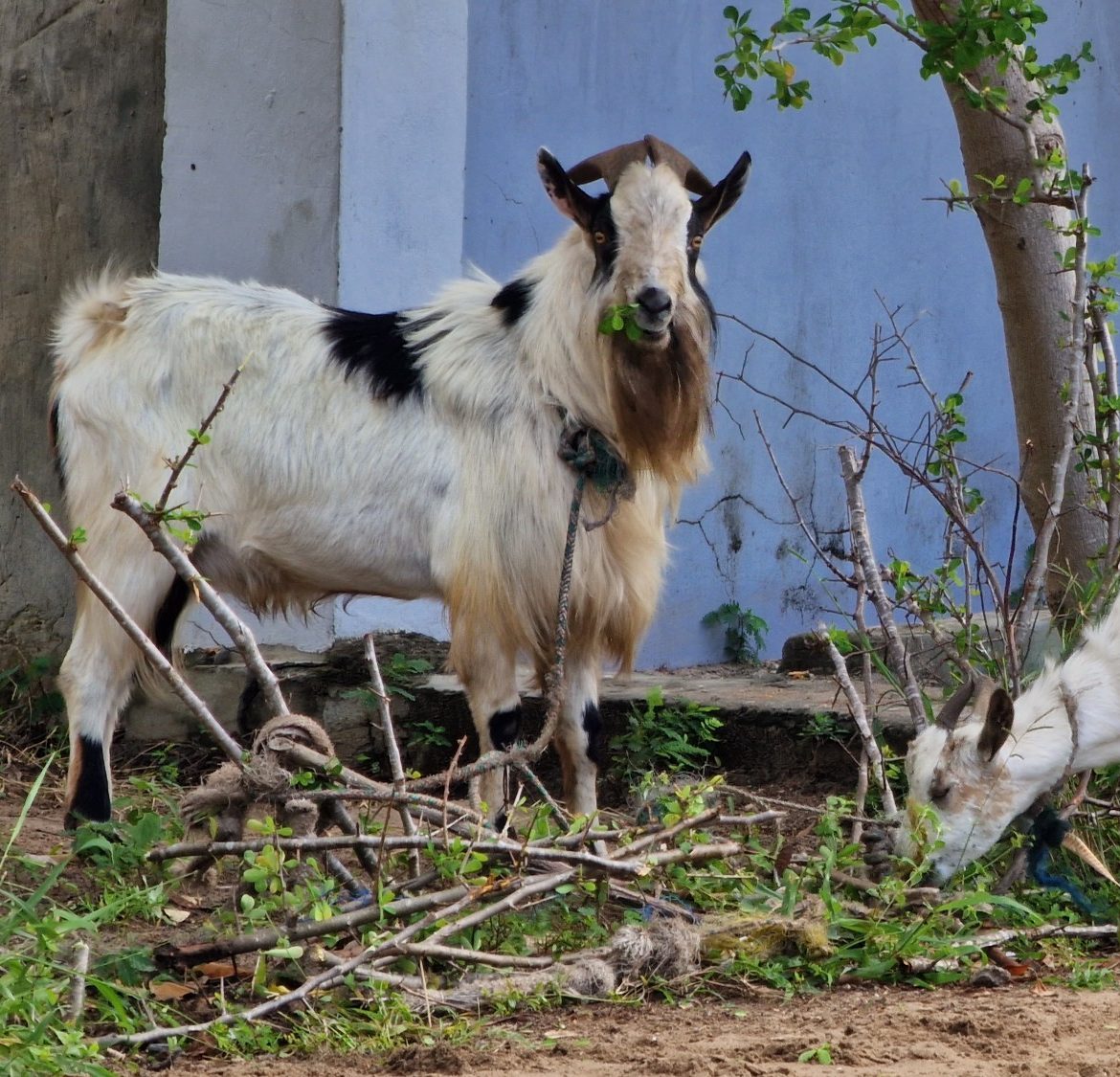 Goat Farming