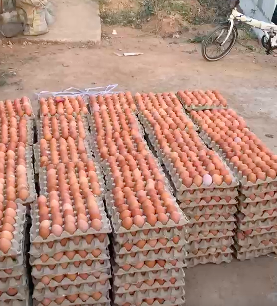 Fresh Butchered Chicken Packs