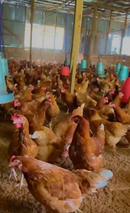 Egg Sorting & Crate Packing