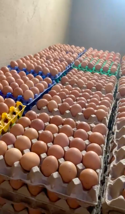 Ejejuma Farms Egg Production