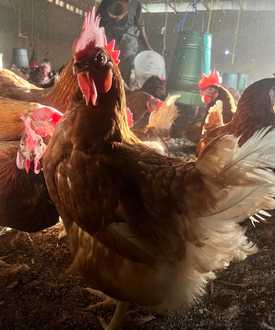 Ejejuma Poultry and Goat Farm