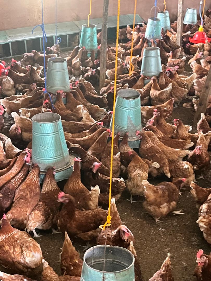 Ejejuma Farms Poultry Breeding Operations