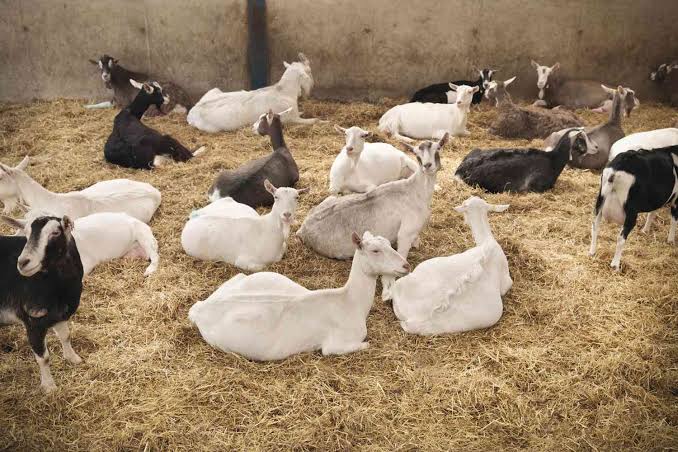 Livestock Grazing