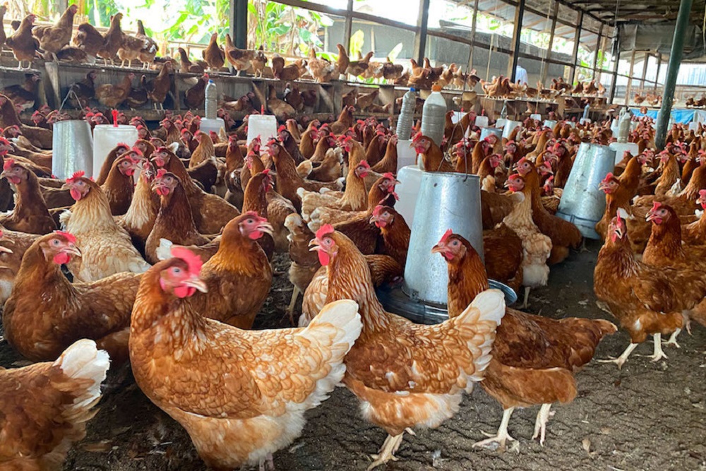 Automated Poultry House