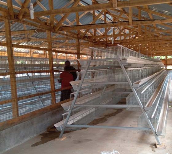 Battery Cage Setup and Engineering